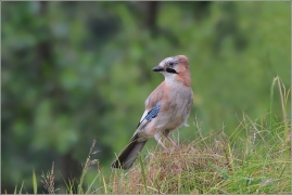 <p>SOJKA OBECNÁ (Garrulus glandarius) /Eurasian jay - Eichelhäher/</p>